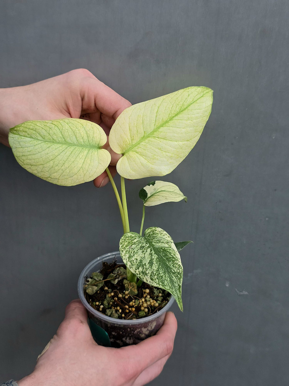 
Monstera Mint Rare Plant
