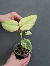
Monstera Mint Rare Plant
