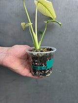 
Monstera Mint Potted Plant