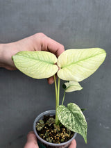 
Varigated Monstera Mint Plant
