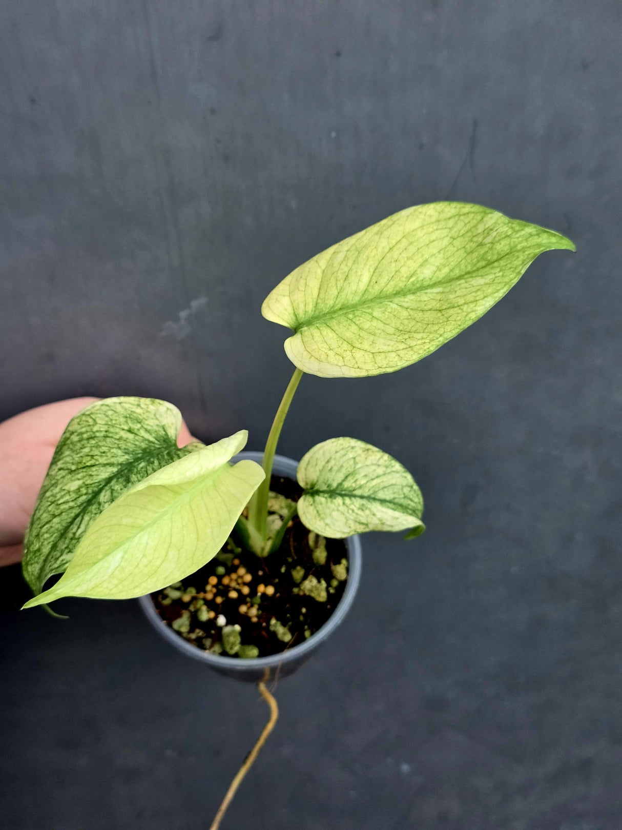 rare indoor plant
