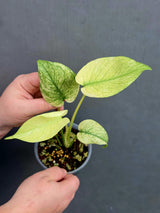 
Mint Large Plant
