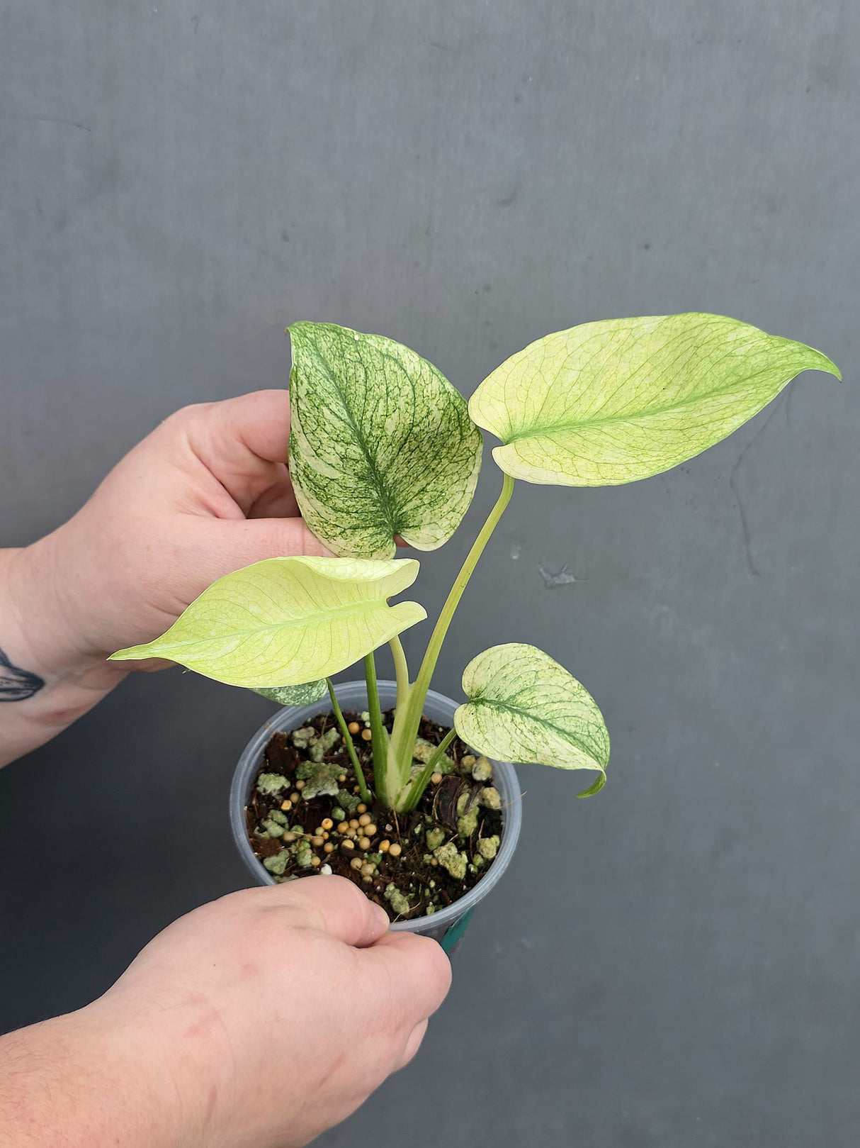 
mint monstera albo
