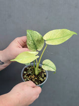 
mint monstera albo
