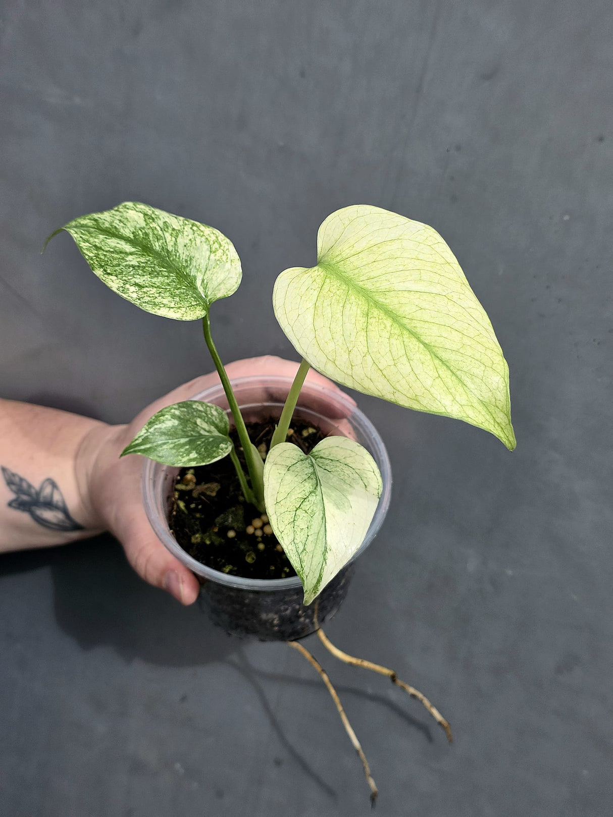 monstera deliciosa mint  plant