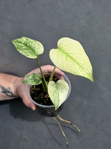 monstera deliciosa mint  plant