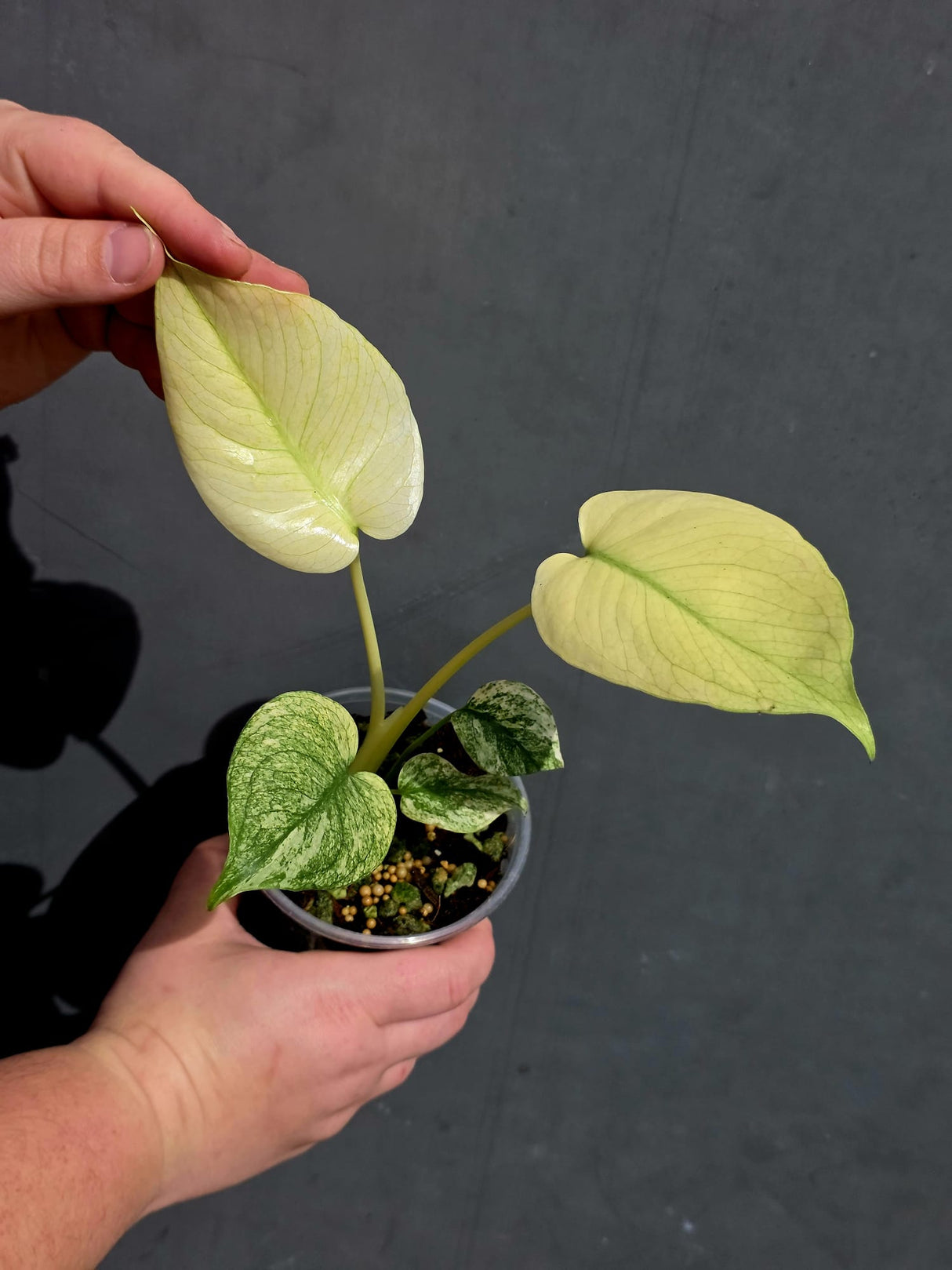 varigated monstera mint 