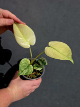 varigated monstera mint 