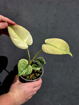 Monstera Mint Super Rare Plant