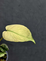 Monstera Mint Plant for sale