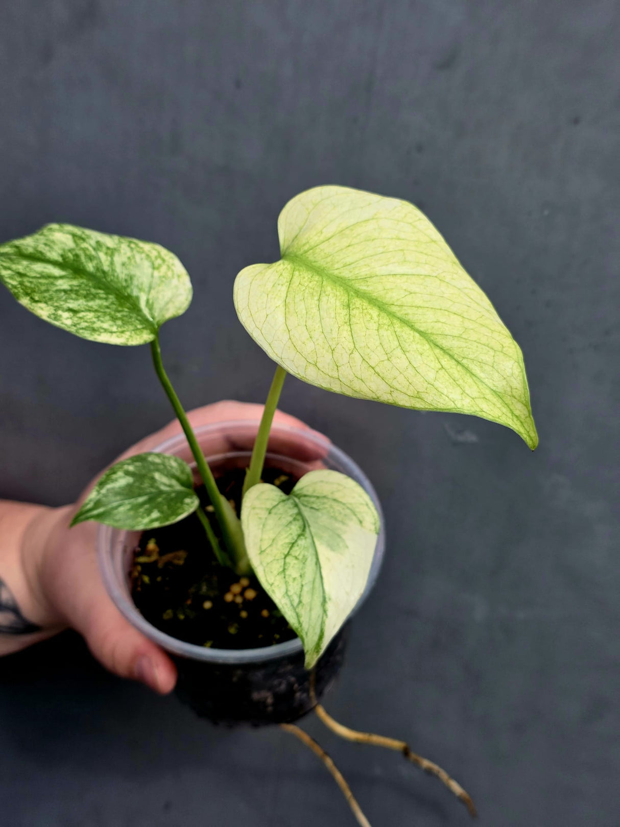 Monstera Mint Live Plant