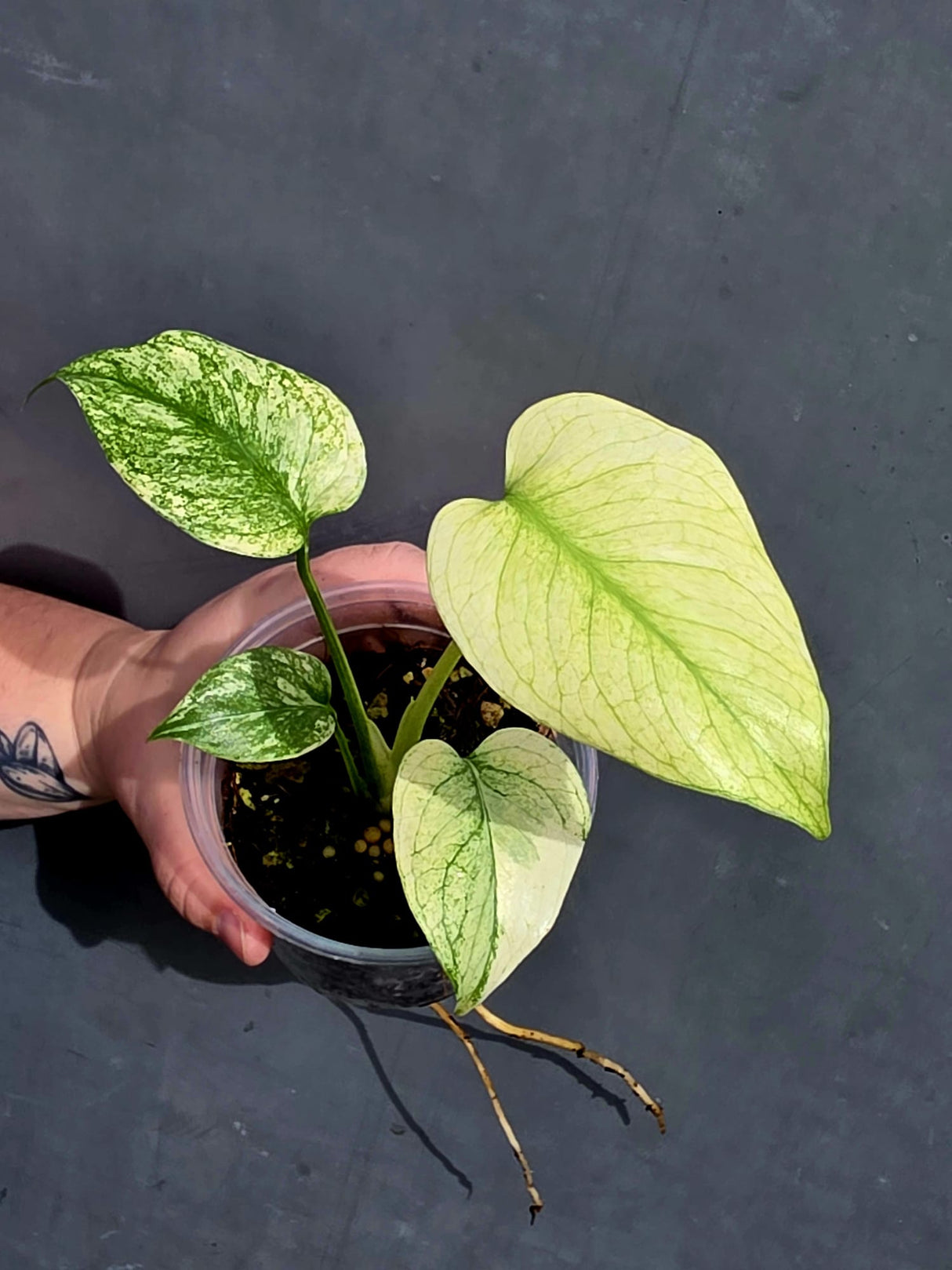 Monstera Mint Variegated Plant