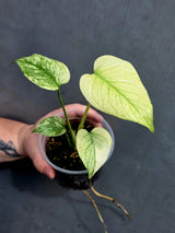 monstera deliciosa mint 