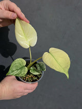 monstera deliciosa mint live plant