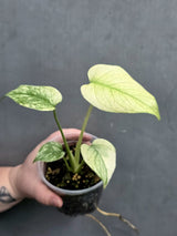 monstera deliciosa mint rare plant