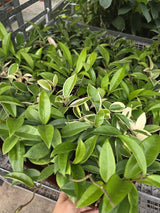 Wholesale- 4" Assorted Hoya - Live Indoor Plant