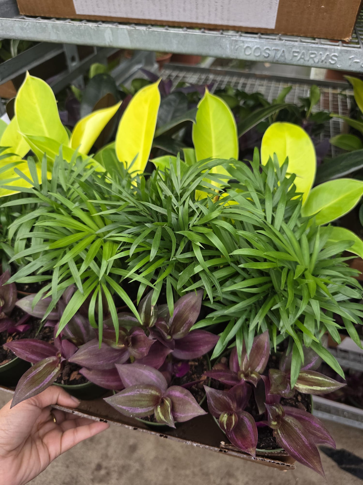 Wholesale- 4" Assorted indoor Plant -Tropical Houseplant Collection