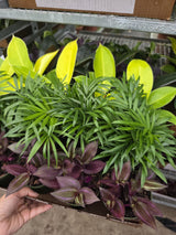 Wholesale- 4" Assorted indoor Plant -Tropical Houseplant Collection