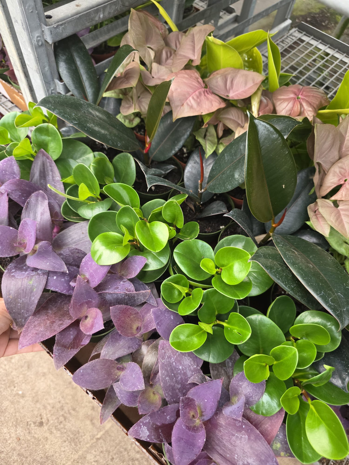 Wholesale- 4" Assorted House Plant -Air Purifying Indoor Plants