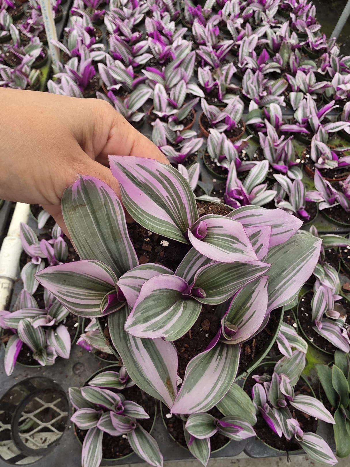 Wholesale- 4" Tradescantia Nanouk - Indoor Plant For Plant Lovers