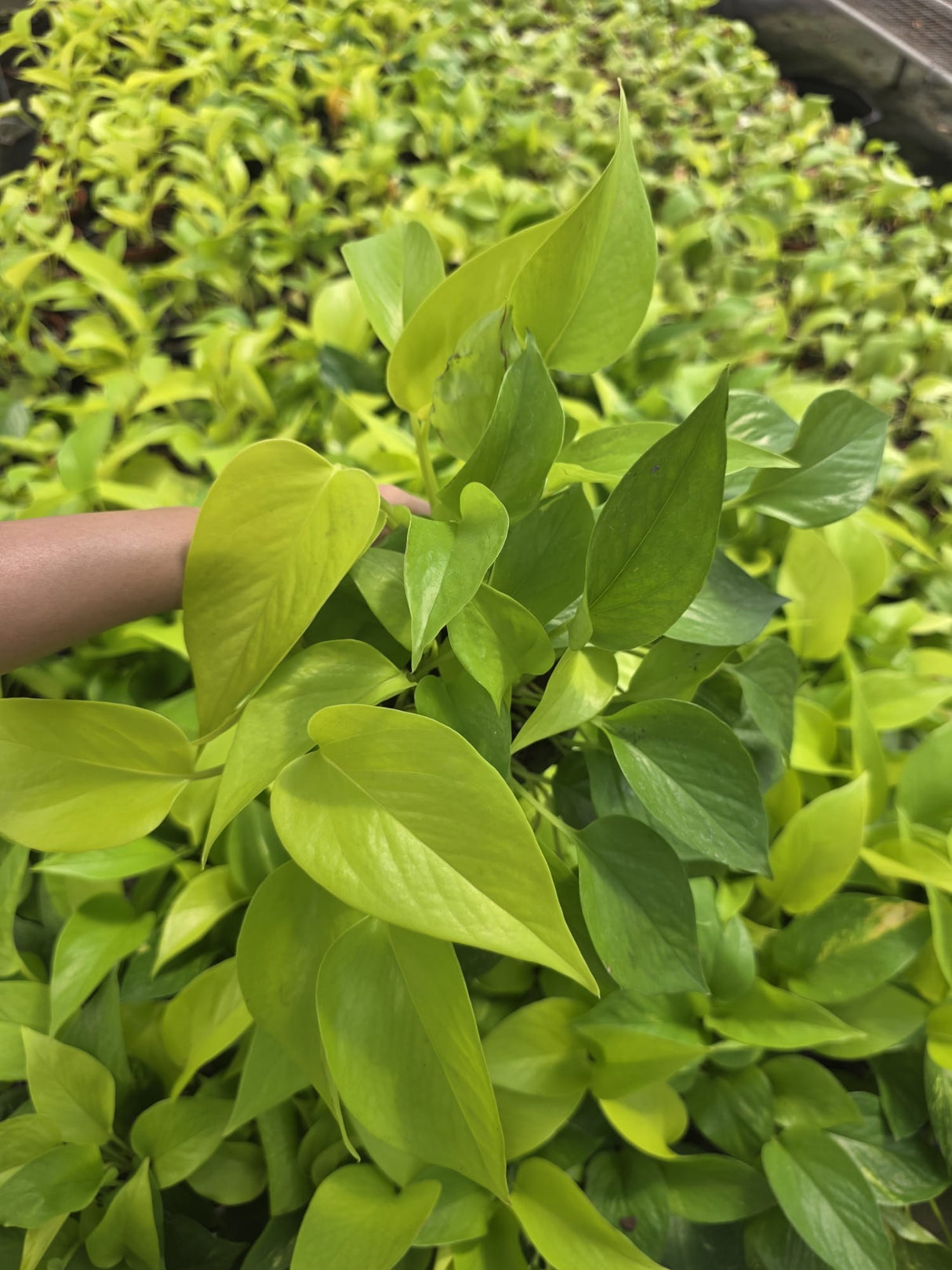 Wholesale-4" Neon Pothos - Indoor Trailing Plant for Home Decor