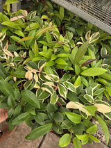 Wholesale- 4" Premium Hoya - Live Indoor Plant