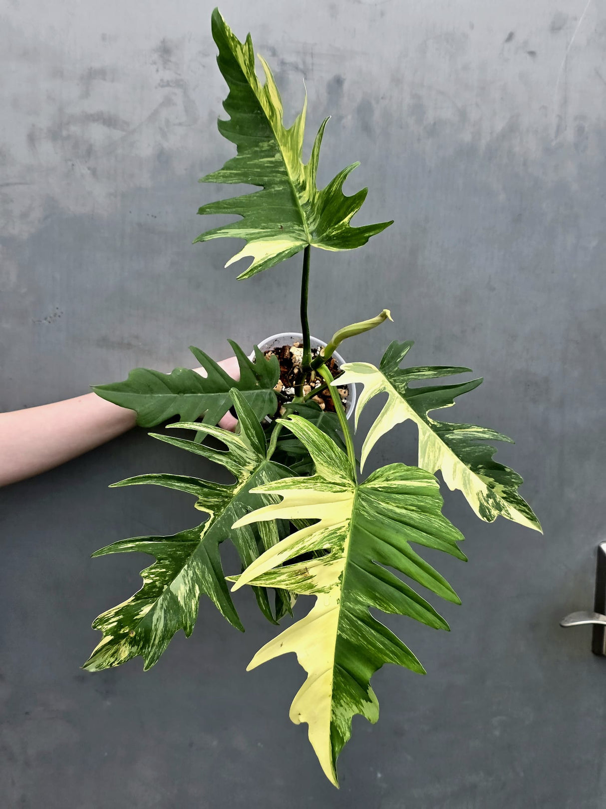 Philodendron Florida Beauty