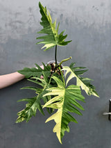 Philodendron Florida Beauty