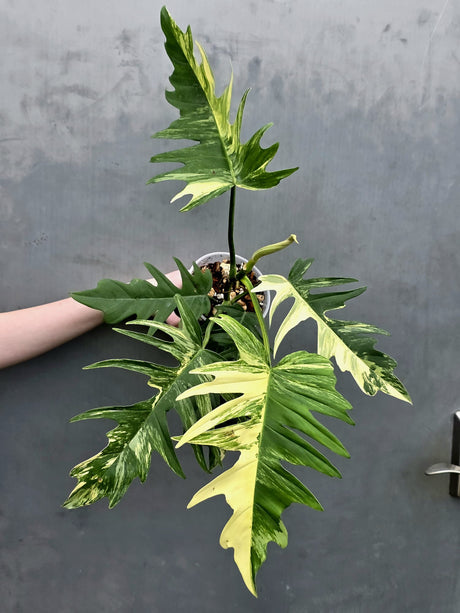 Philodendron Florida Beauty