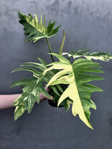  Tortum Plant