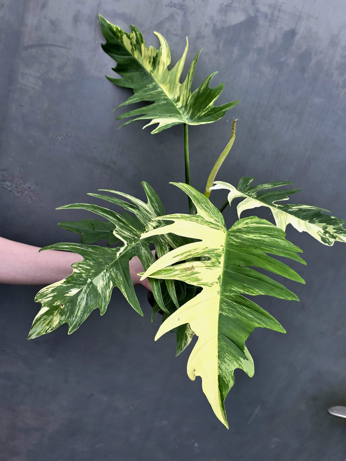 Extremely Rare Plant