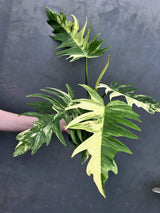 Extremely Rare Plant