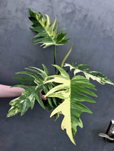 Cream White Plant