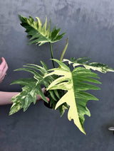 Super Rare Collector Plant