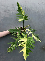 Philodendron Tortum Plant