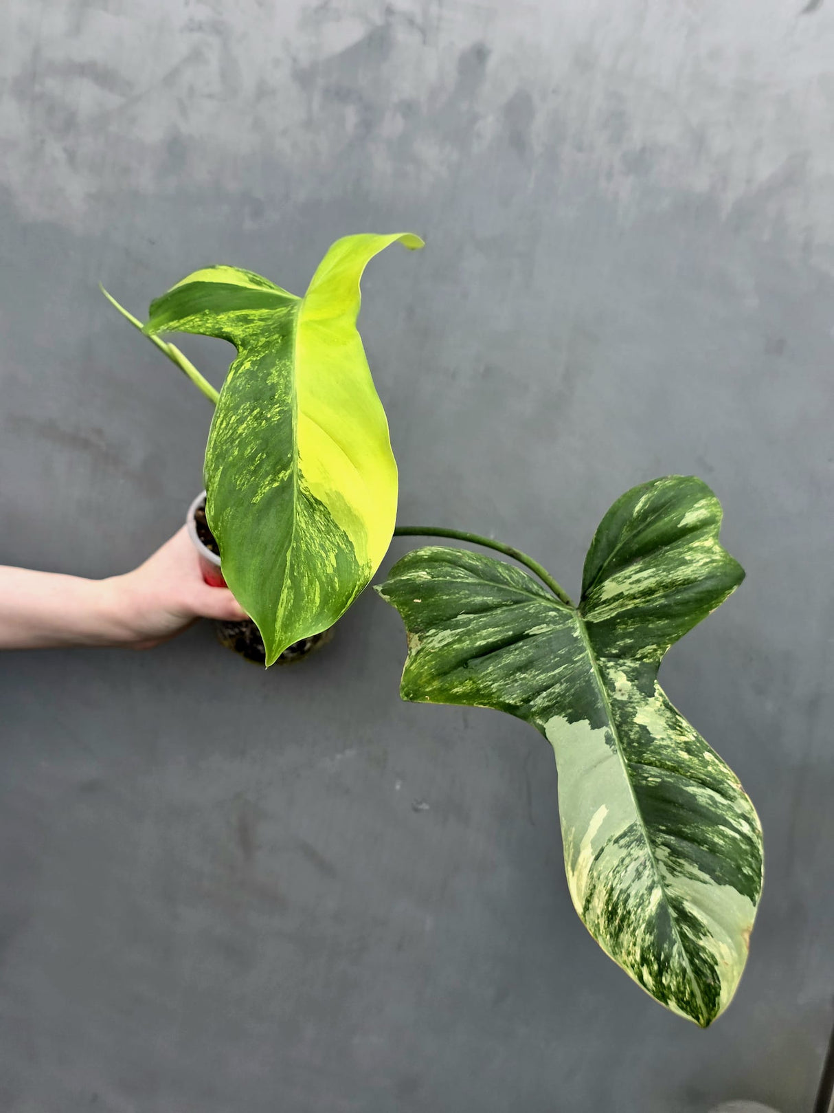 Philodendron Florida Beauty x Paraiso Verde in a Nursery Pot - Variegation Super Rare Collector EXACT Plant - Gift Plant - US Seller