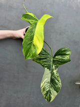 Philodendron Florida Beauty x Paraiso Verde in a Nursery Pot - Variegation Super Rare Collector EXACT Plant - Gift Plant - US Seller