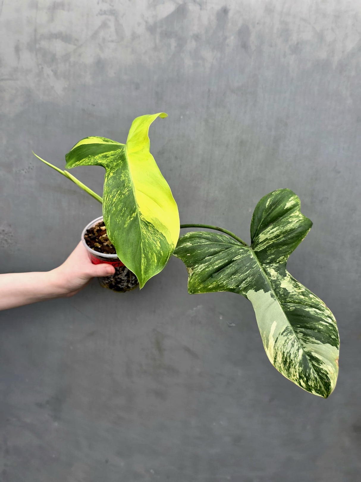 Philodendron Florida Beauty x Paraiso Verde in a Nursery Pot - Variegation Super Rare Collector EXACT Plant - Gift Plant - US Seller