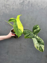 Philodendron Florida Beauty x Paraiso Verde in a Nursery Pot - Variegation Super Rare Collector EXACT Plant - Gift Plant - US Seller