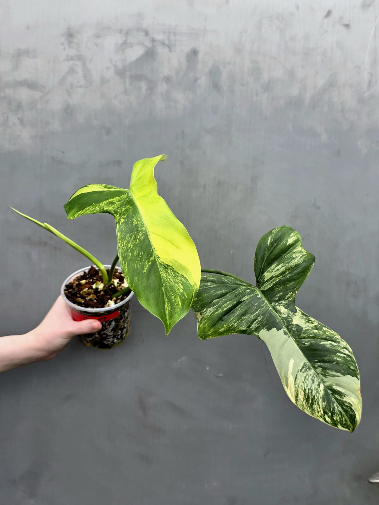 Philodendron Florida Beauty x Paraiso Verde in a Nursery Pot - Variegation Super Rare Collector EXACT Plant - Gift Plant - US Seller