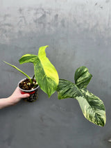 Philodendron Florida Beauty x Paraiso Verde in a Nursery Pot - Variegation Super Rare Collector EXACT Plant - Gift Plant - US Seller