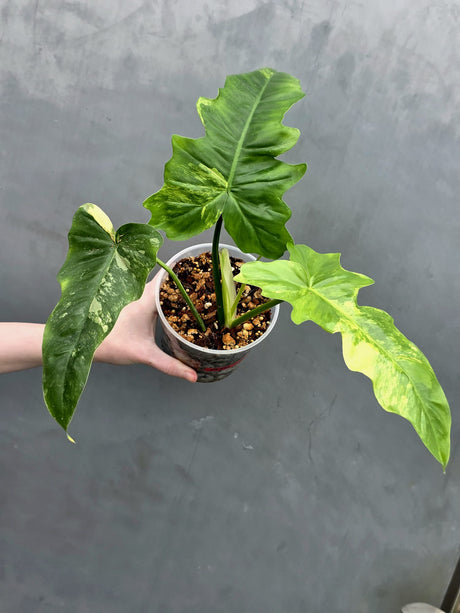 Variegated Philodendron Florida Beauty x Mayoi - Super Rare Live Plants - Air Purifier Plant for Home Decor - Exact Same Plant - US Seller