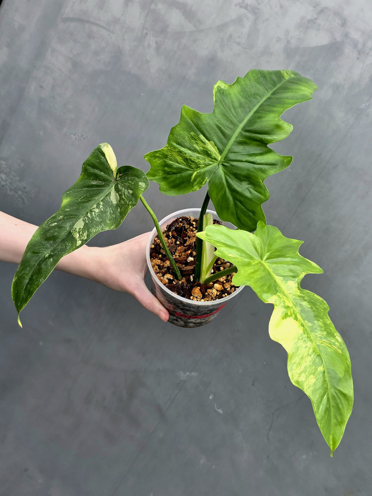 Variegated Philodendron Florida Beauty x Mayoi - Super Rare Live Plants - Air Purifier Plant for Home Decor - Exact Same Plant - US Seller