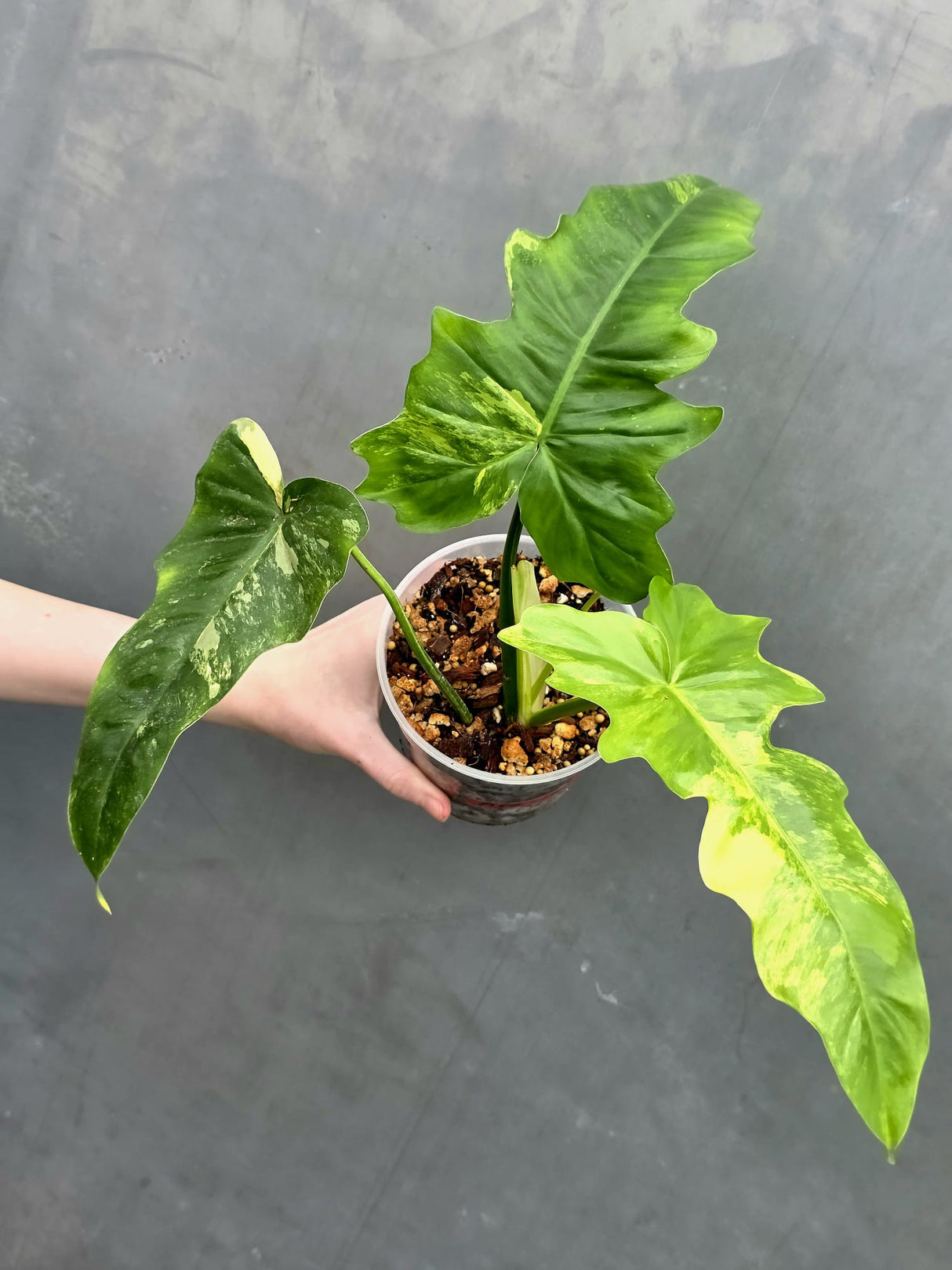 Variegated Philodendron Florida Beauty x Mayoi - Super Rare Live Plants - Air Purifier Plant for Home Decor - Exact Same Plant - US Seller