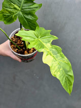 Variegated Philodendron Florida Beauty x Mayoi - Super Rare Live Plants - Air Purifier Plant for Home Decor - Exact Same Plant - US Seller