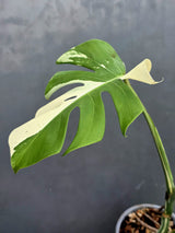 Rare Variegated Monstera Albo Live Plant - White Albo Borsigiana - Exact Same Plant - US Seller