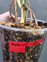 Rare Variegated Monstera Albo Live Plant - White Albo Borsigiana - Exact Same Plant - US Seller