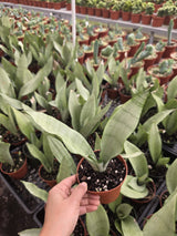 Sansevieria Zeylanica