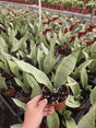 Sansevieria Zeylanica