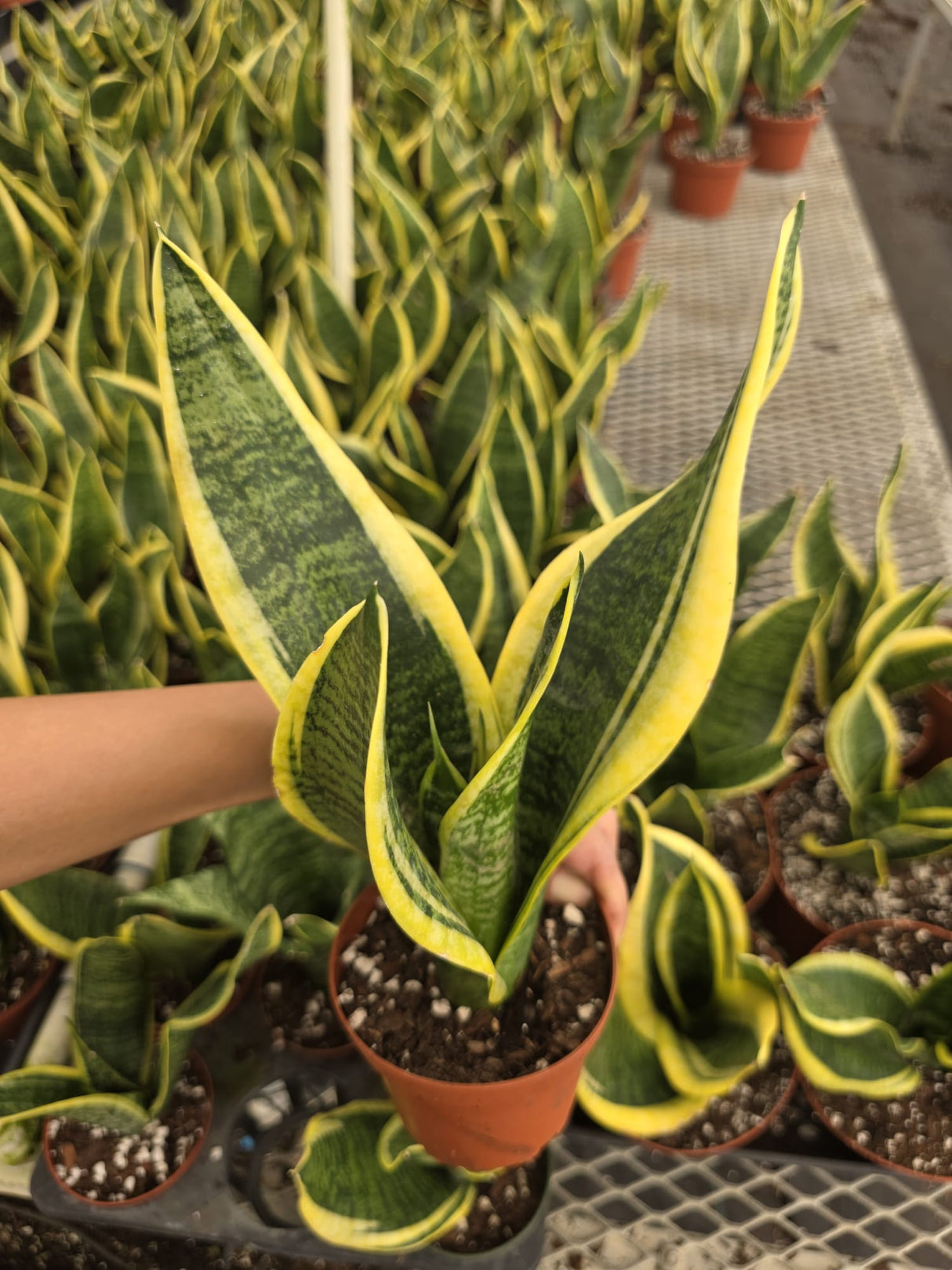 Sansevieria Laurentii